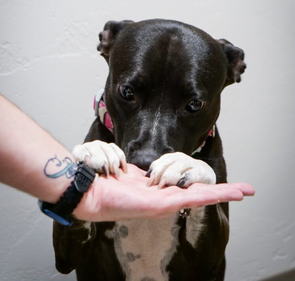 Heritage Pet Hospital